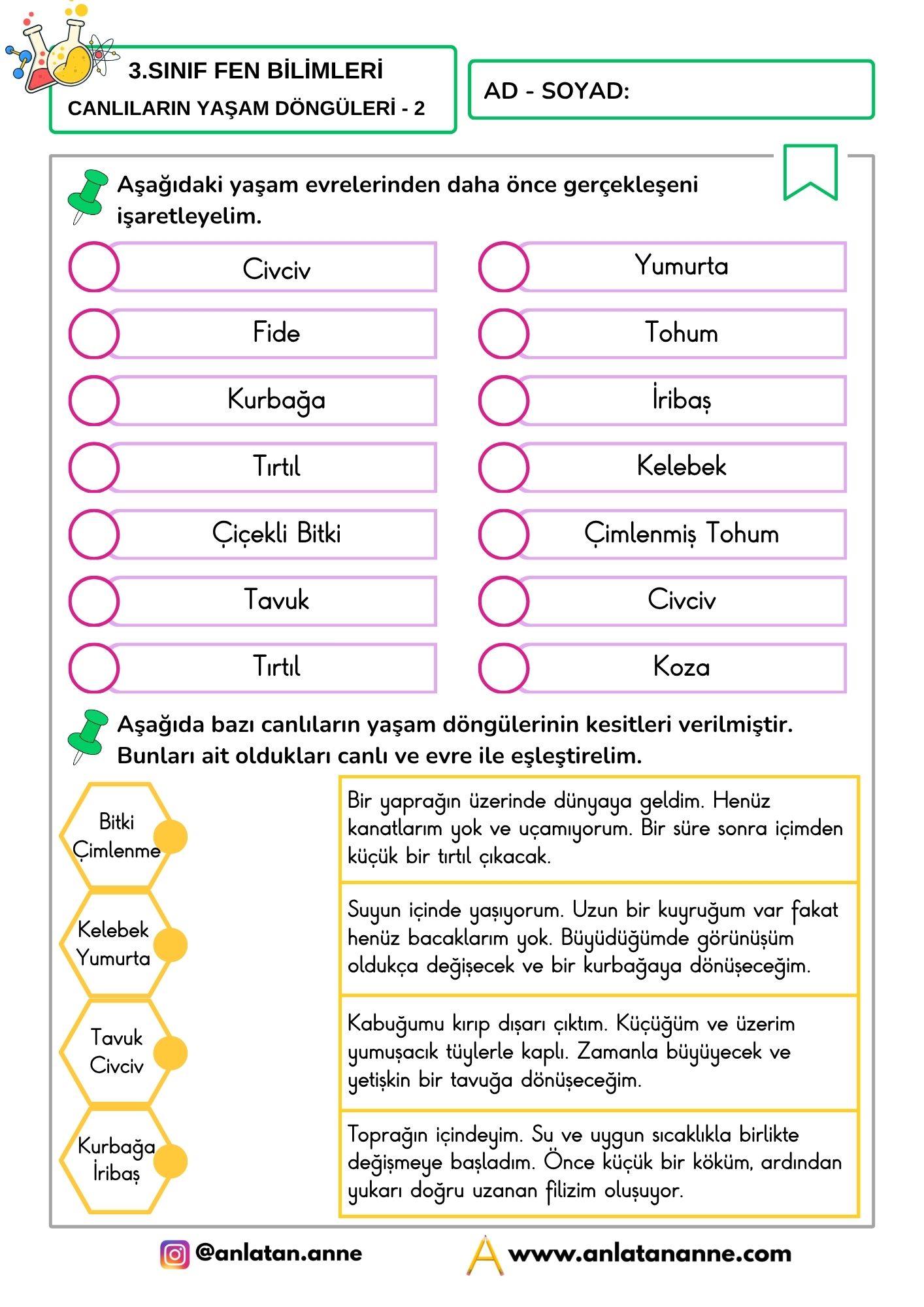 3. sınıf canlıların yaşam döngüleri