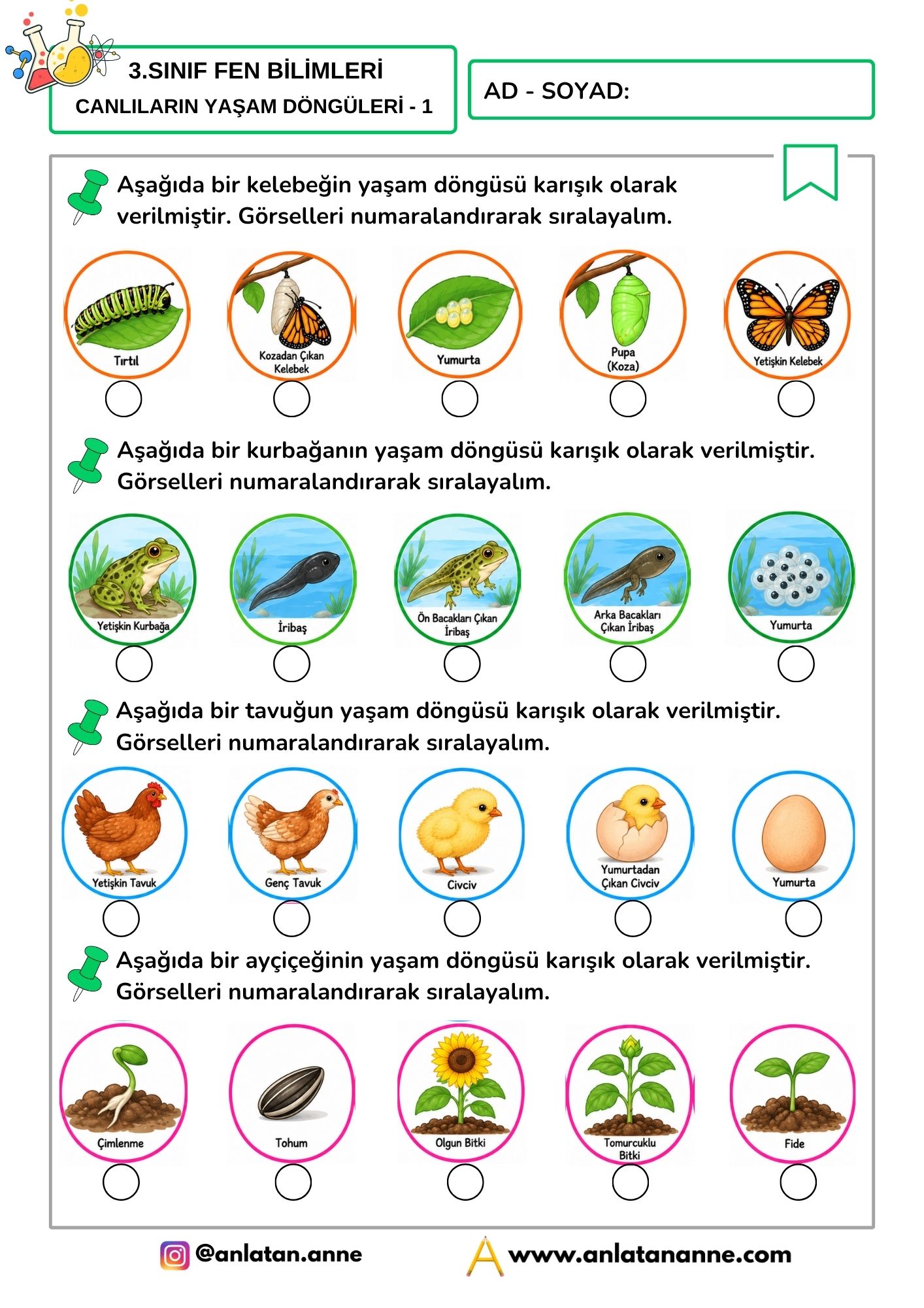3. sınıf canlıların yaşam döngüleri