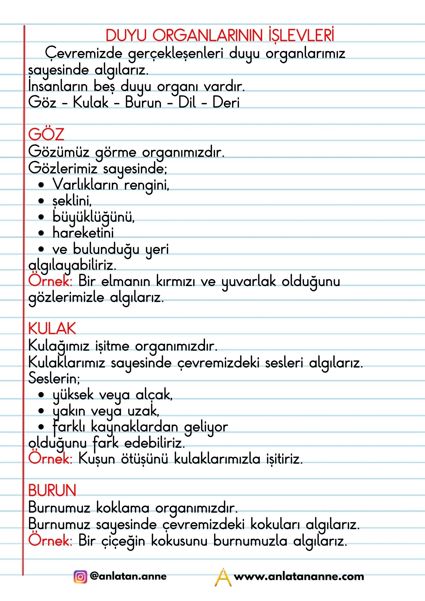 3. sınıf duyu organlarının işlevleri defter notu
